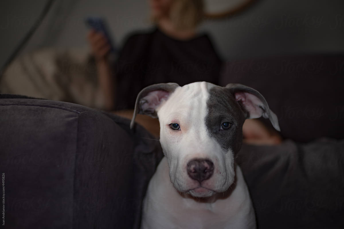 Dog Puppy Portrait At Home