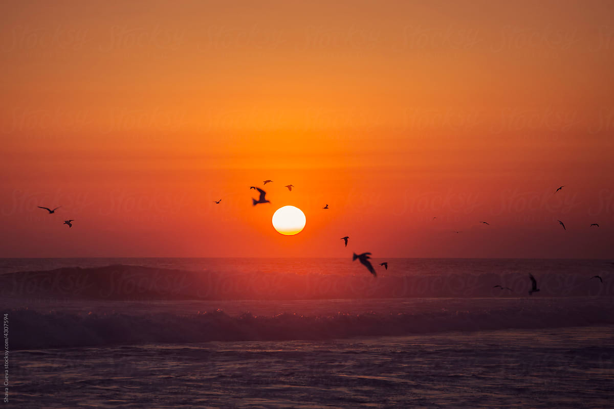 A sunset with seagulls flying in front