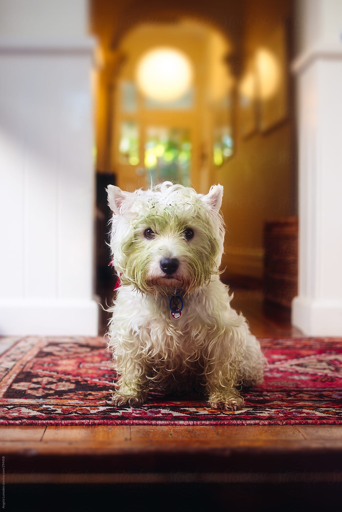 White dog with a green grass-stained face