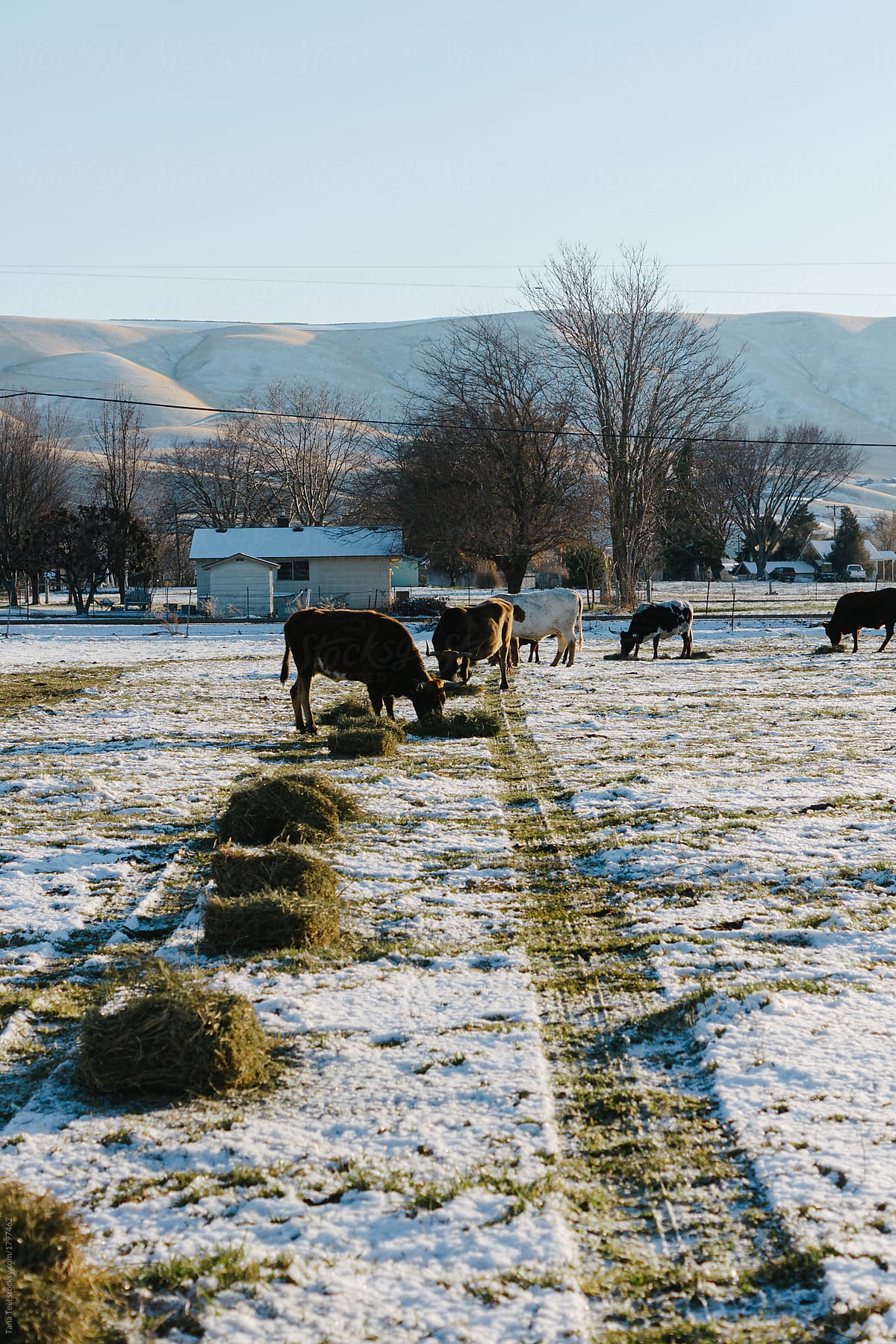 cows lined up eating hay in snowy pasture