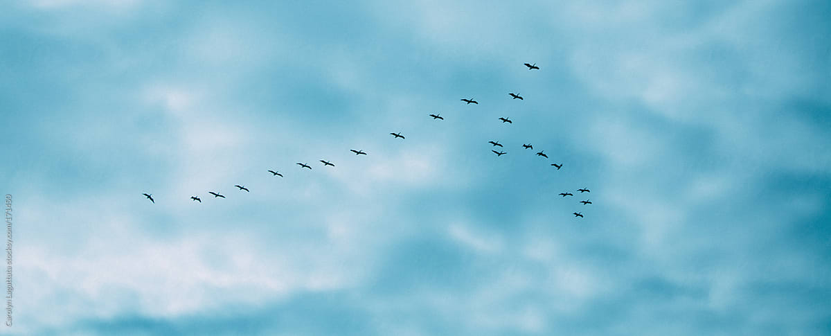 Birds flying (kind of) in formation