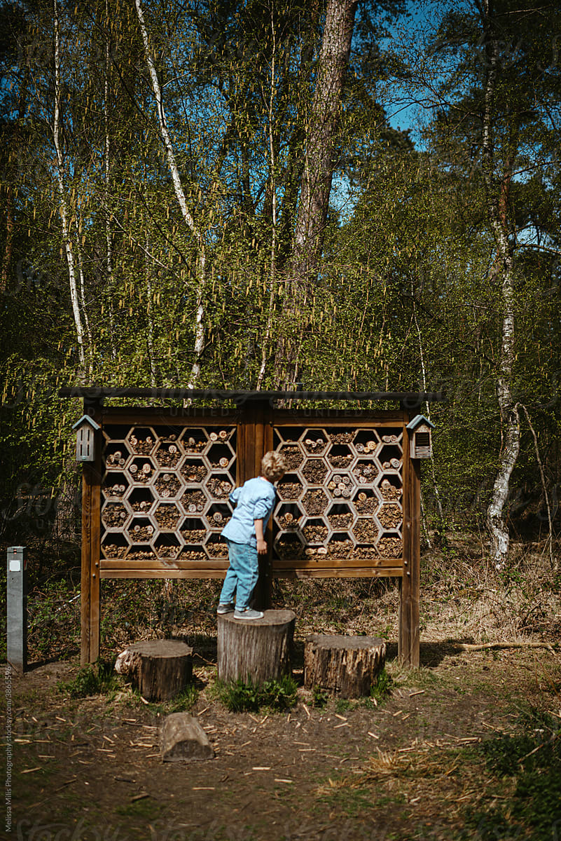 Child exploring a bee hotel in a forest