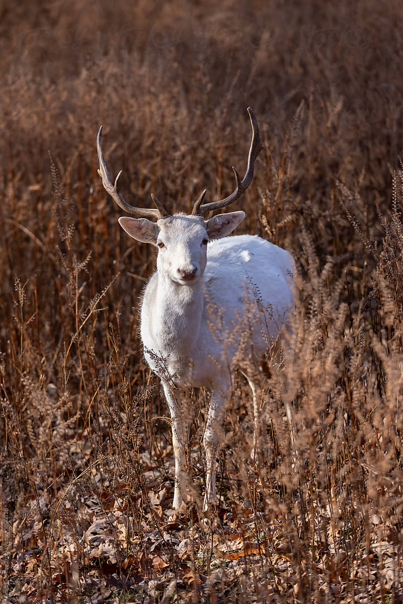 A White Stag Deer in the Woods Looking at the Camera