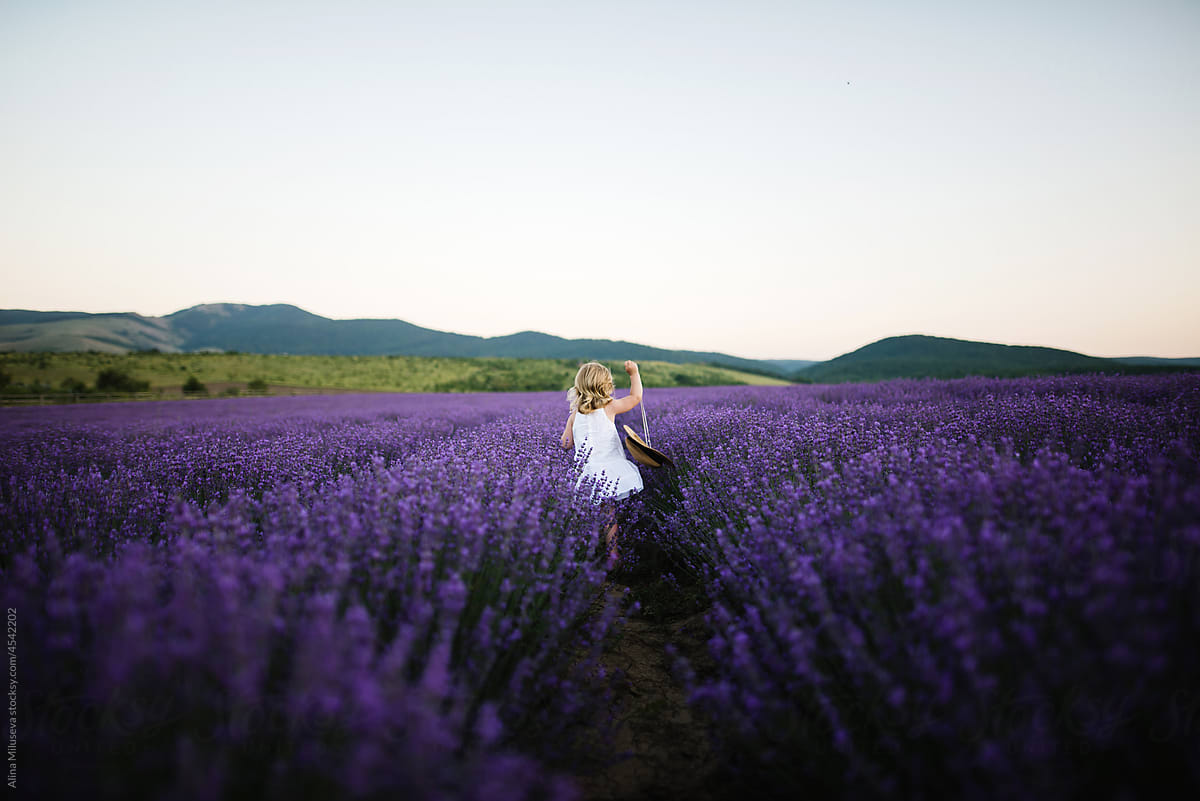 Little girl walking across blooming lavender field