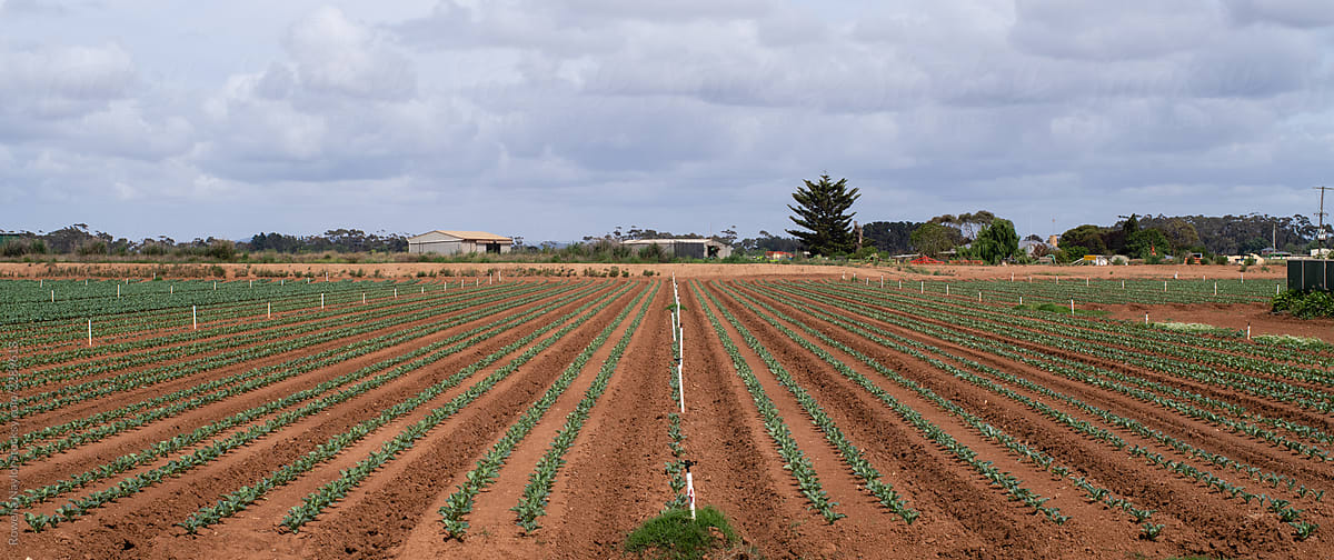 Cauliflower seedlings growing on mass scale at agricultural farm