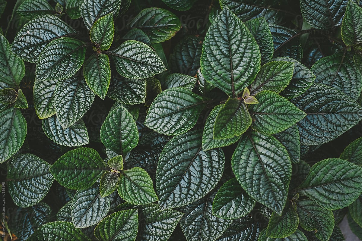 Dark foliage texture