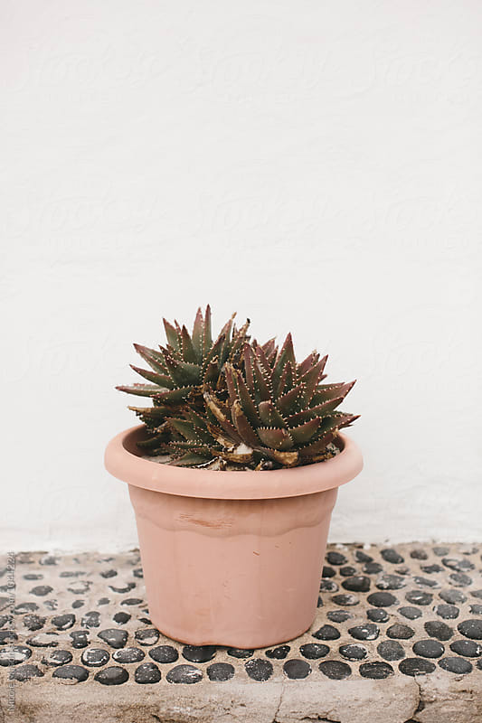 potted succulent plant in front of white wall