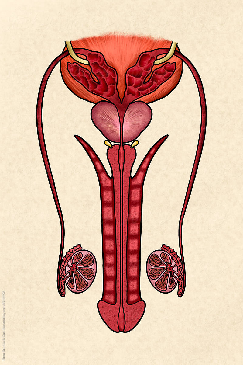 Male reproductive system with different tissues illustration