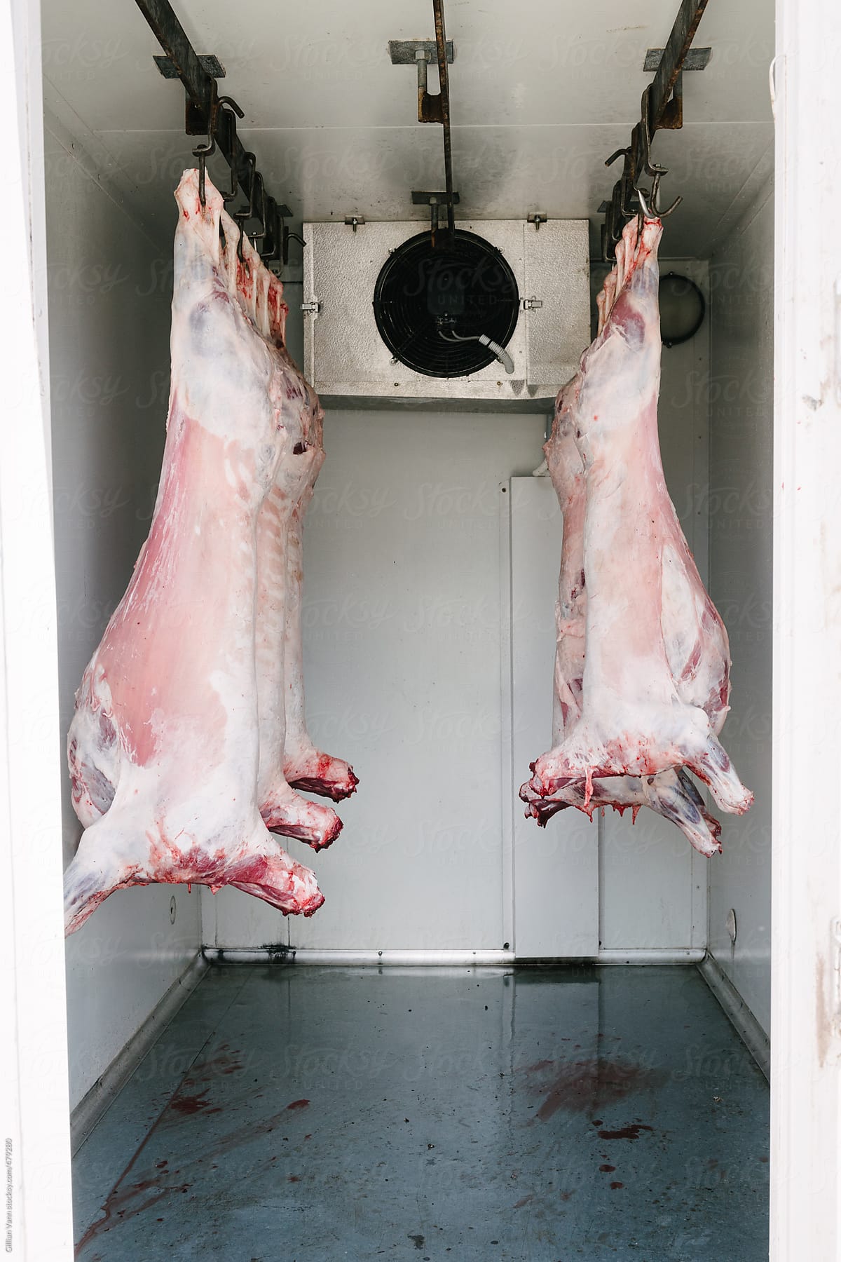 lamb carcass hanging in mobile fridge unit