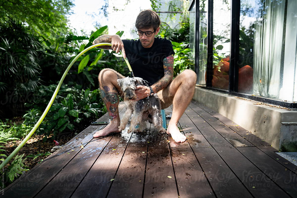 A guy with tatto sleeves bathes a gray miniature schnauzer in a garden