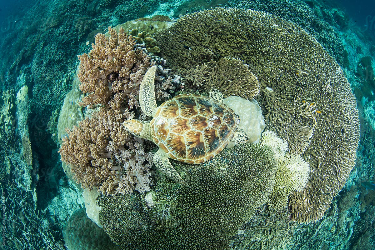 A green sea turtle standing on the reef