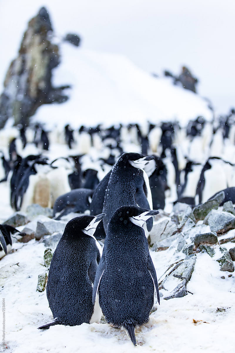 Penguins Congregate in Great Numbers in their Rookery
