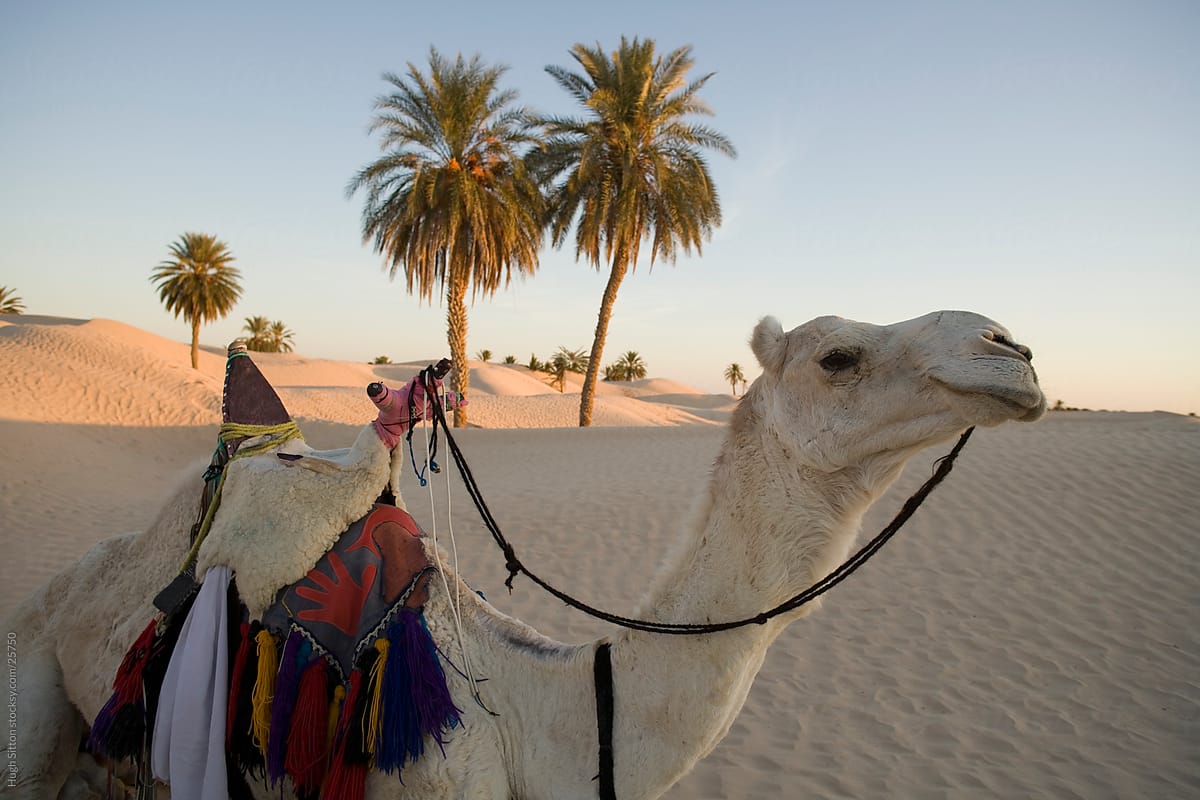 Camel in the desert oasis. Tunisia the Sahara Desert