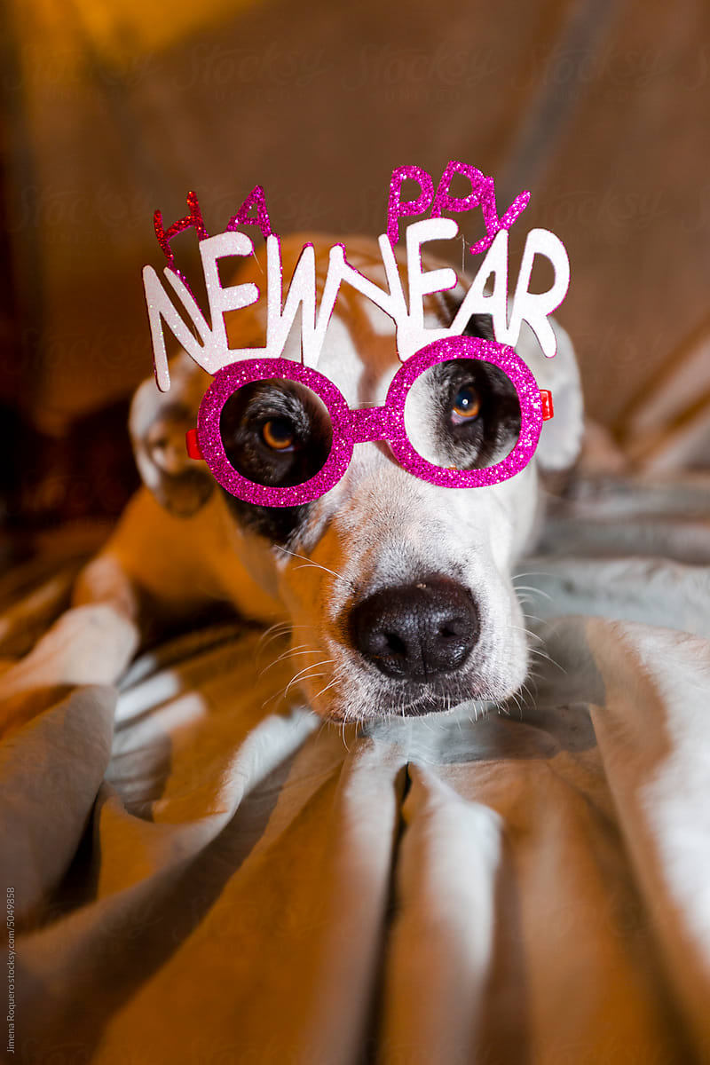 Funny Portrait of mastiff dog with Happy New Year party glasses