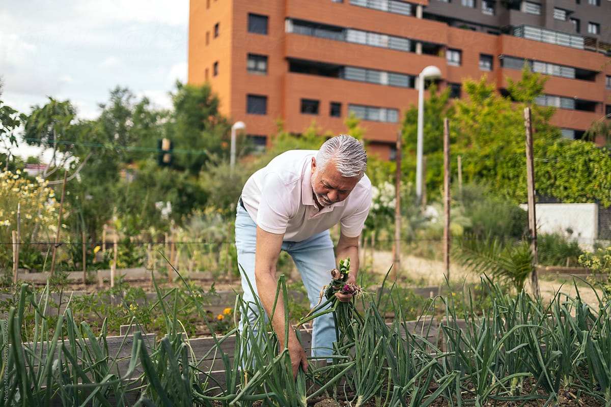 Man cultivating in an urban garden
