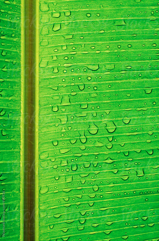 Close Up Of A Bright Green Banana Leaf Texturebackground By Wizemark 6847