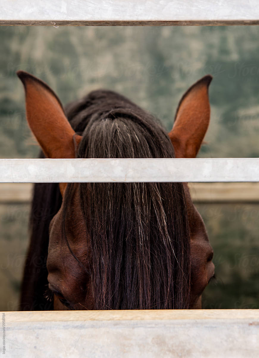 Horse ear detail