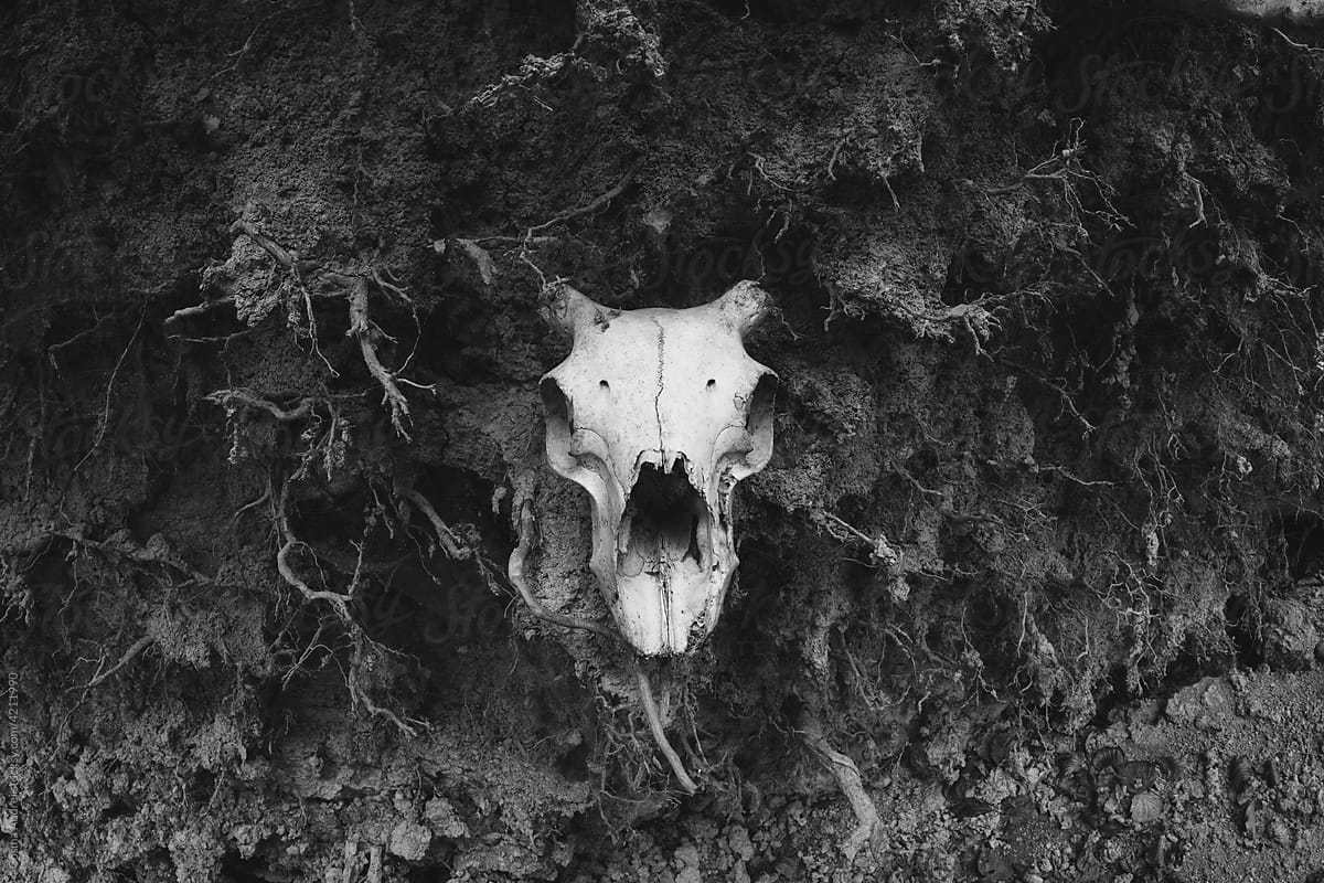 Skull appearing beneath earth in forest