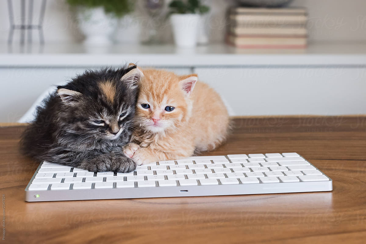 Two kittens on desk.