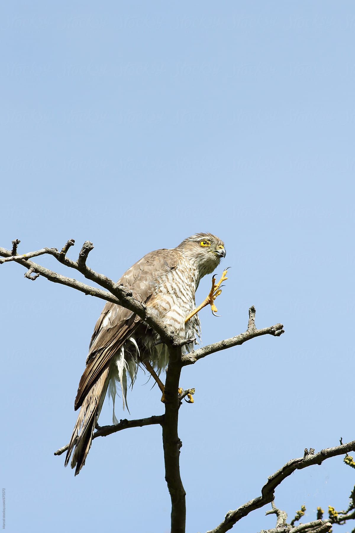 Sparrowhawk practicing with its scary claw