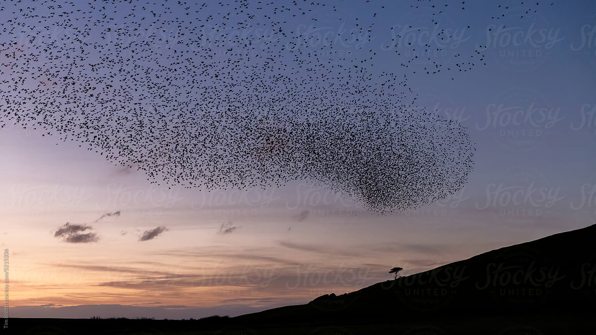 A murmuration of starlings