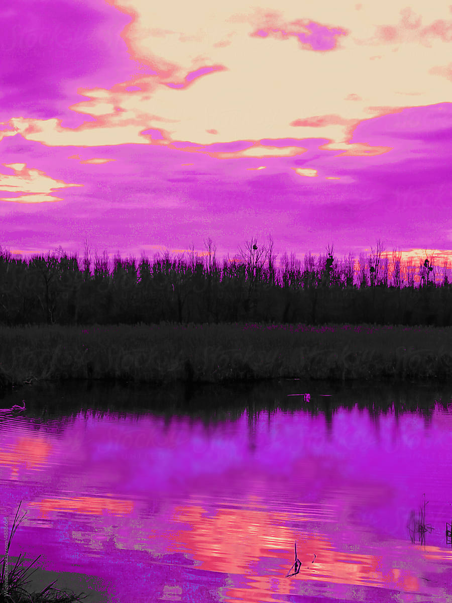 Beautiful purple sky is reflected in the swamp water.