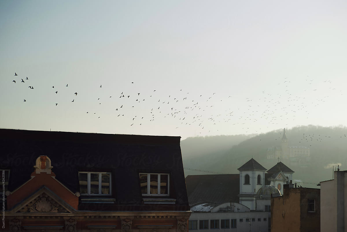 Migratory birds over the town