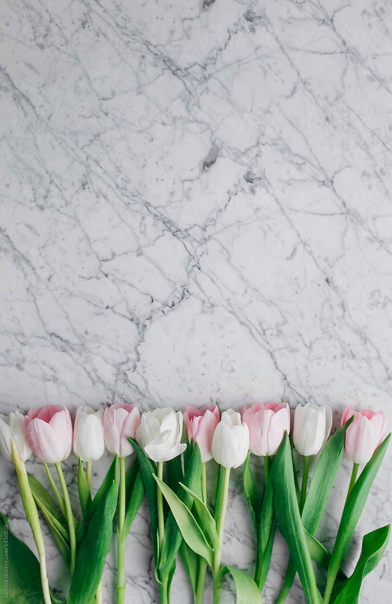 Tulips on Marble