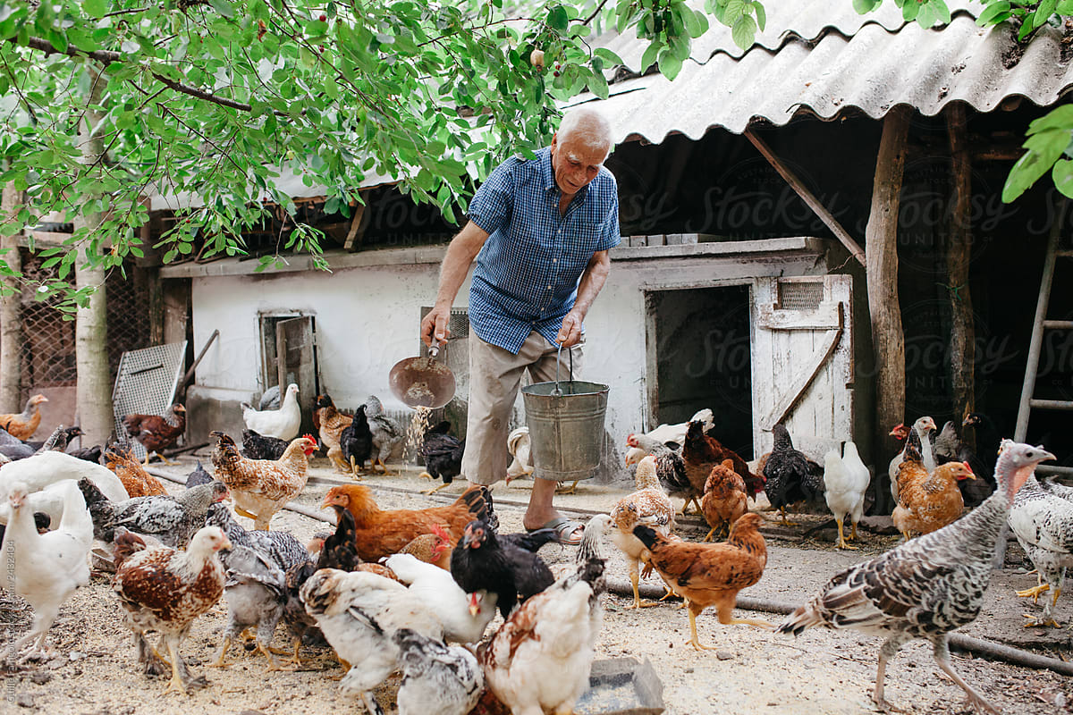 Senior farmer feeding domestic fowl