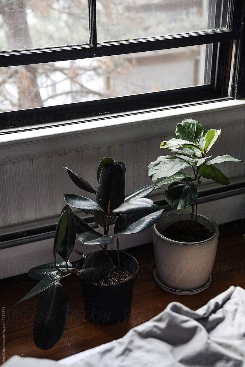 Plants near the window