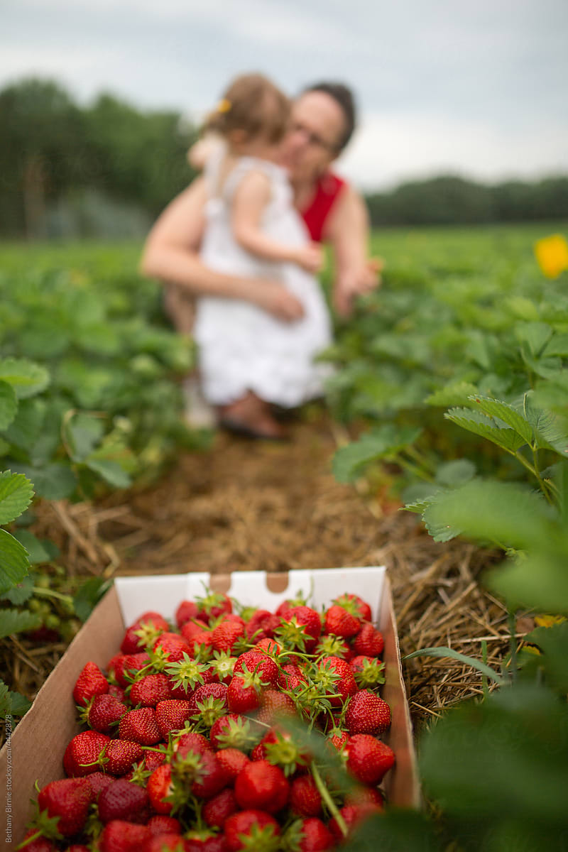 Strawberry Picking with Grandma 1