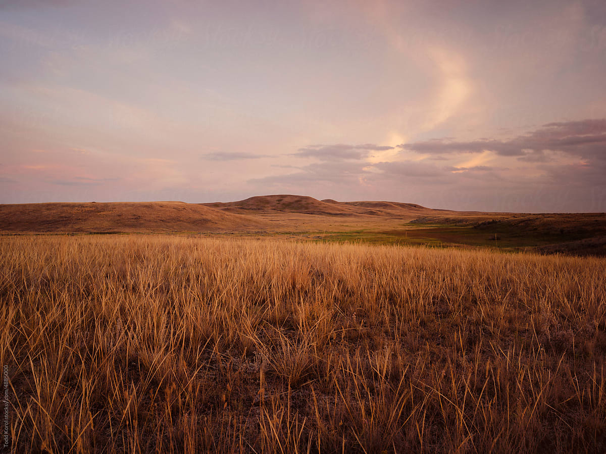 Native prairie grass in the summer.