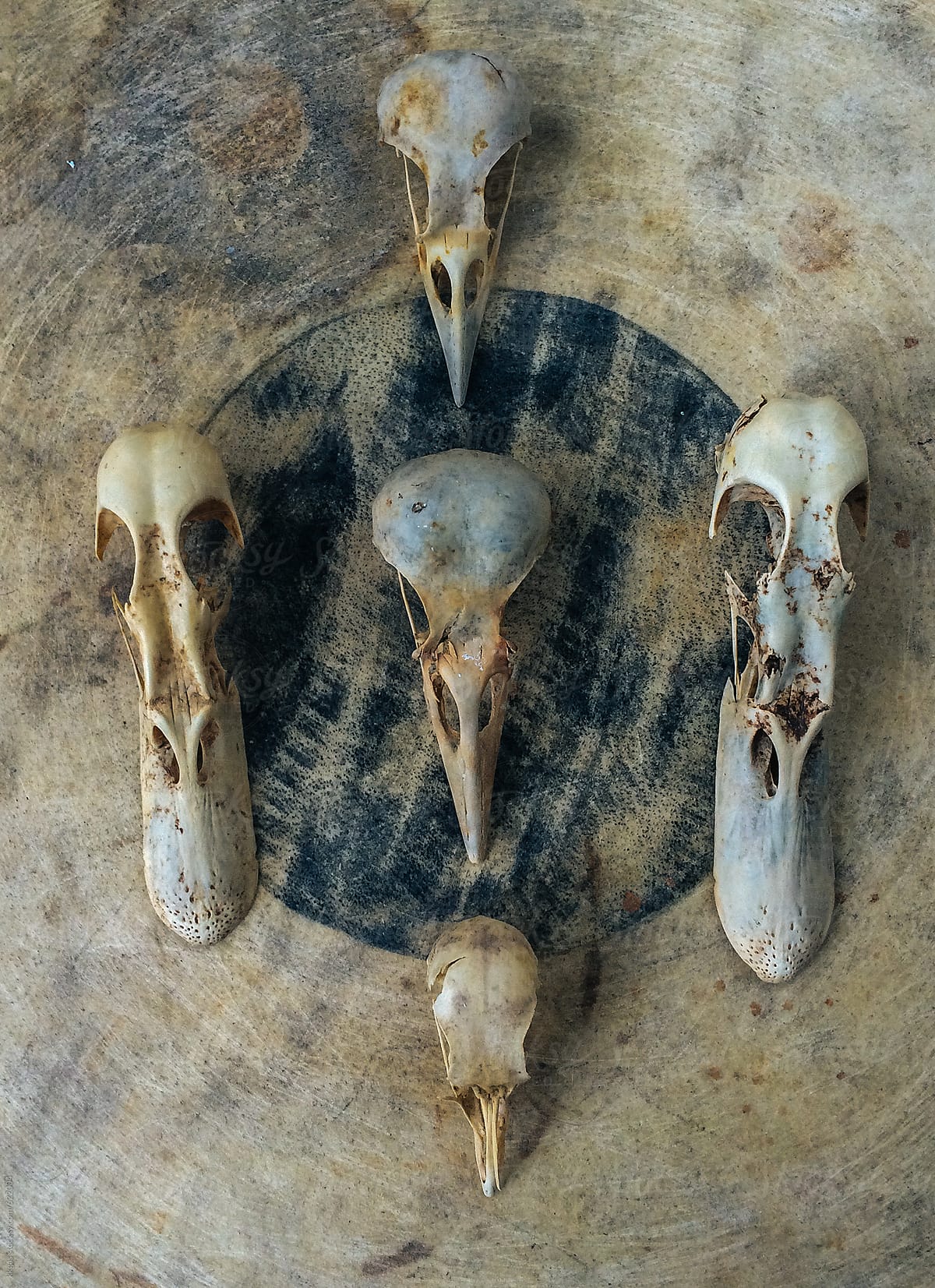 A collection of bird skulls including crow and duck