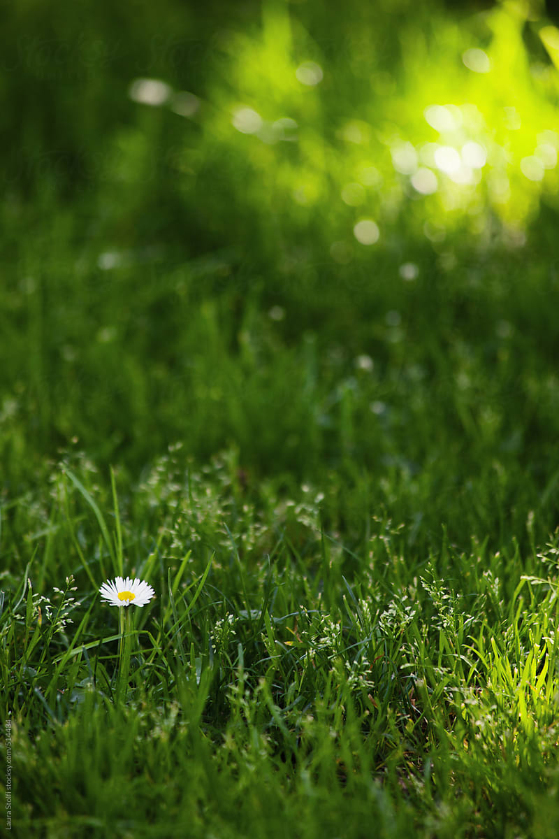 Lonely daisy in half shady half sunny green lawn