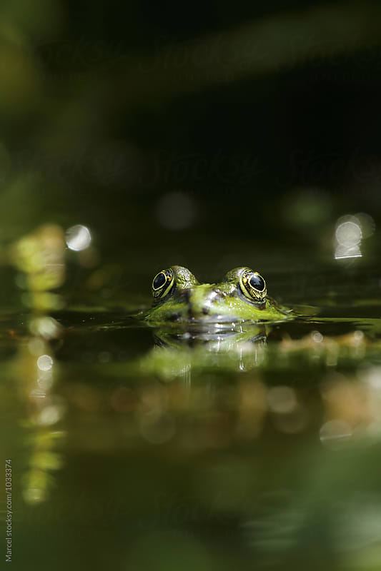 Green frog in garden pond
