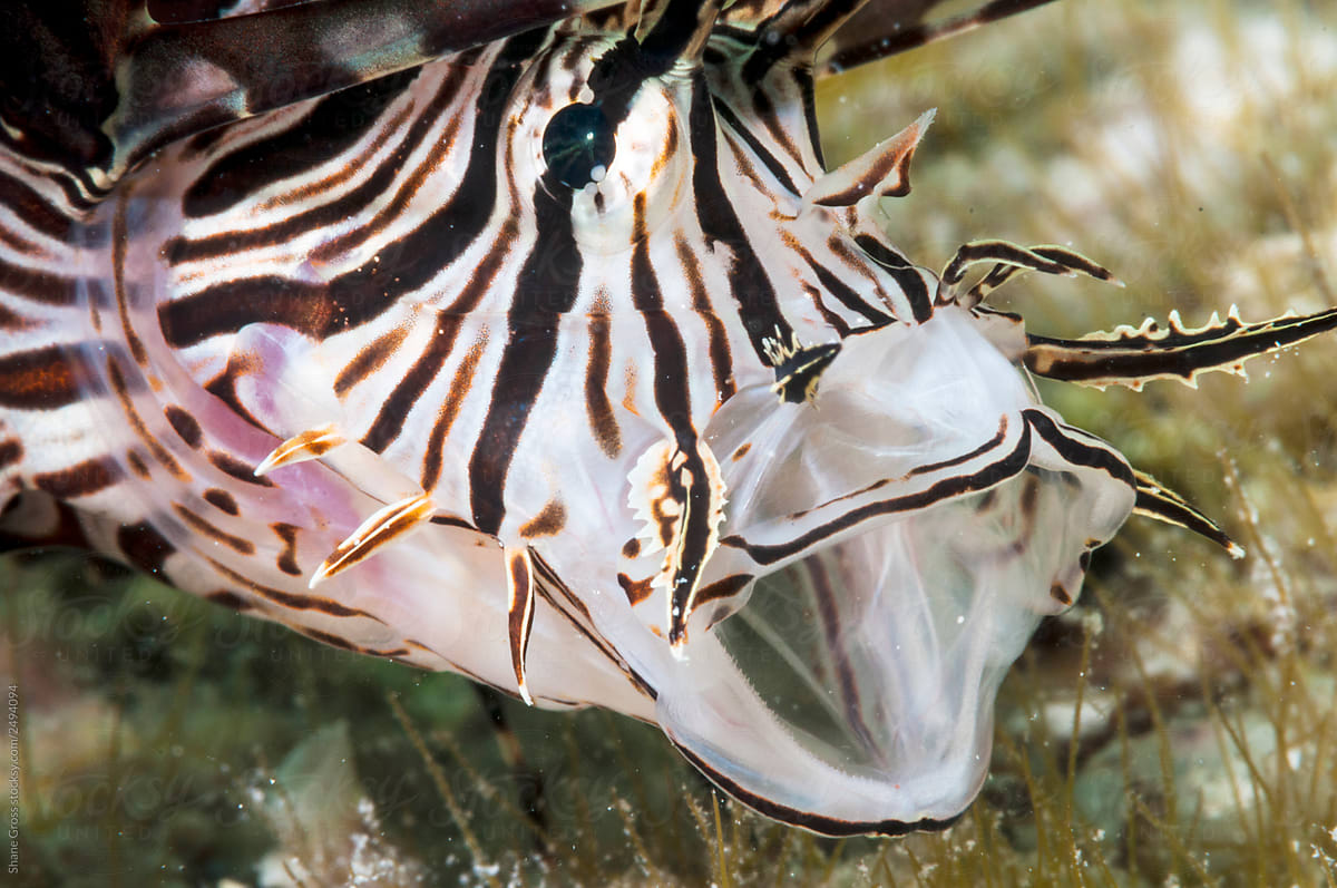Invasive Lionfish With Open Mouth