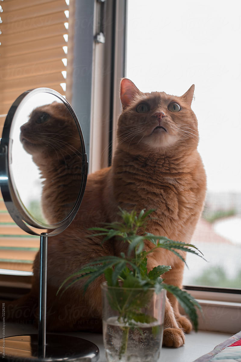 cannabis branch and a funny ginger cat