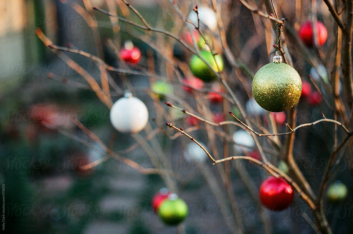 Christmas ornaments hanging on bush in an urban garden.