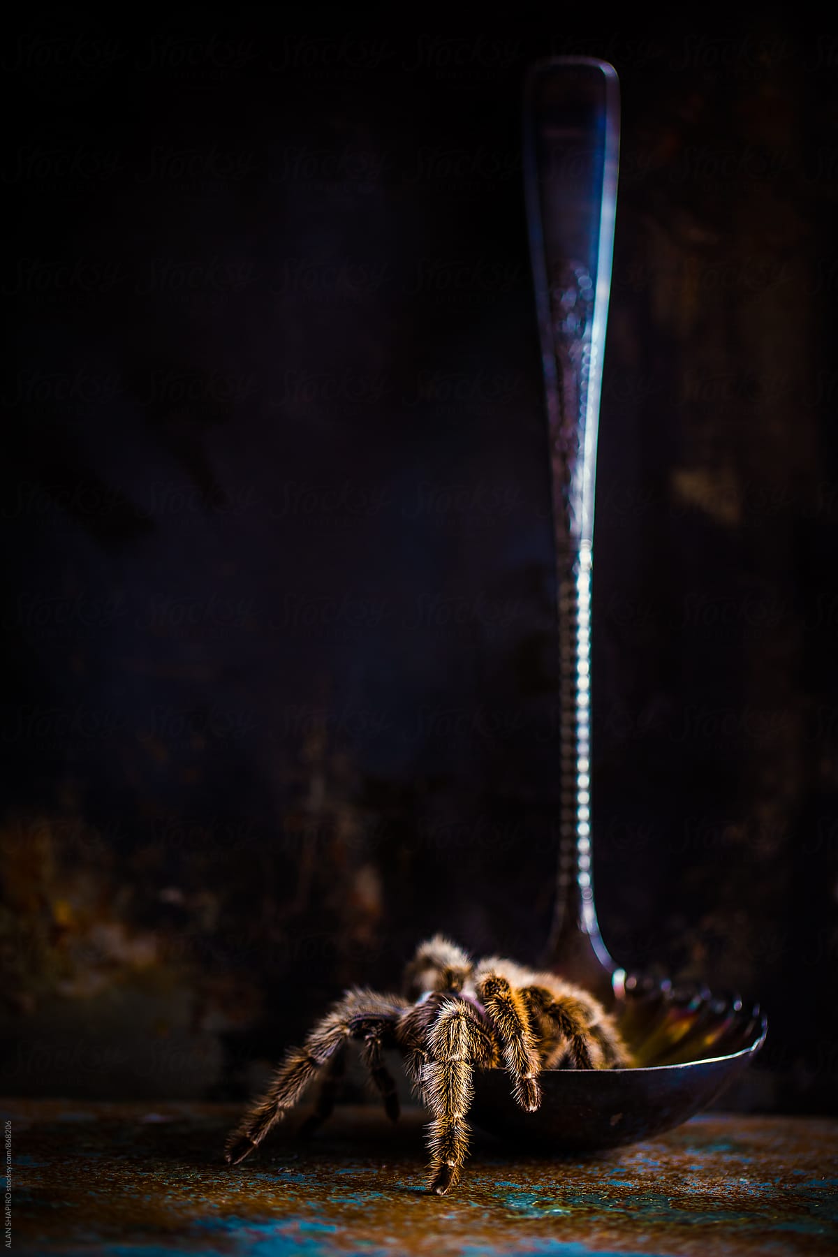 still life with tarantula and a ladle