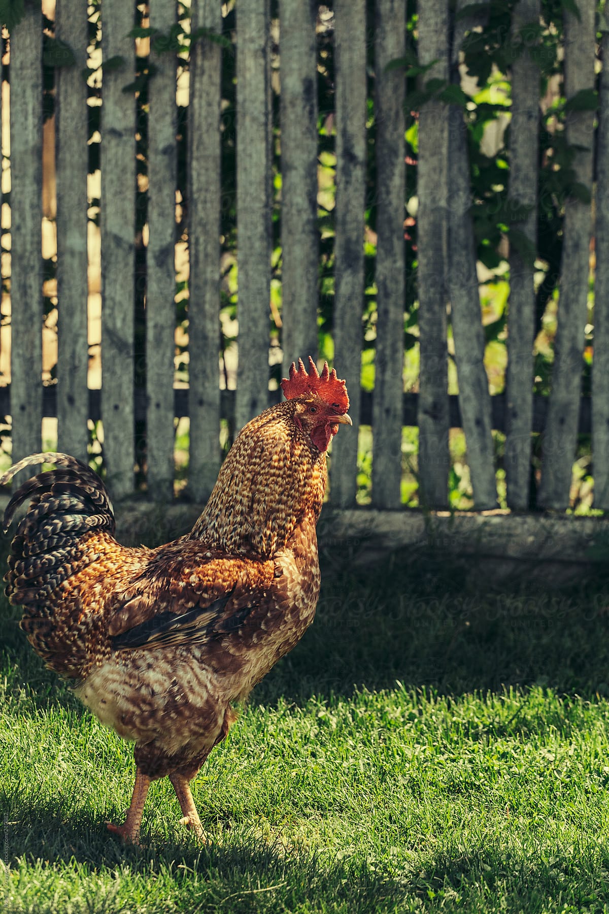 Rooster roams free on green grass in front of wooden wall