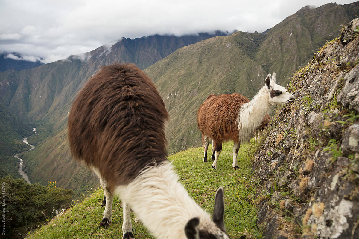 Alpaca Along the Inca Trail to Machu Picchu