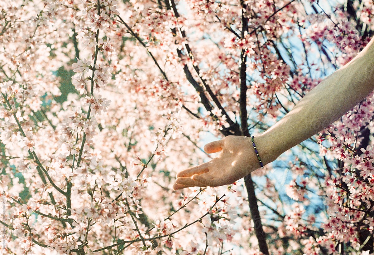 Male hand surrounded by pink flowering blossoms of a dogwood tree