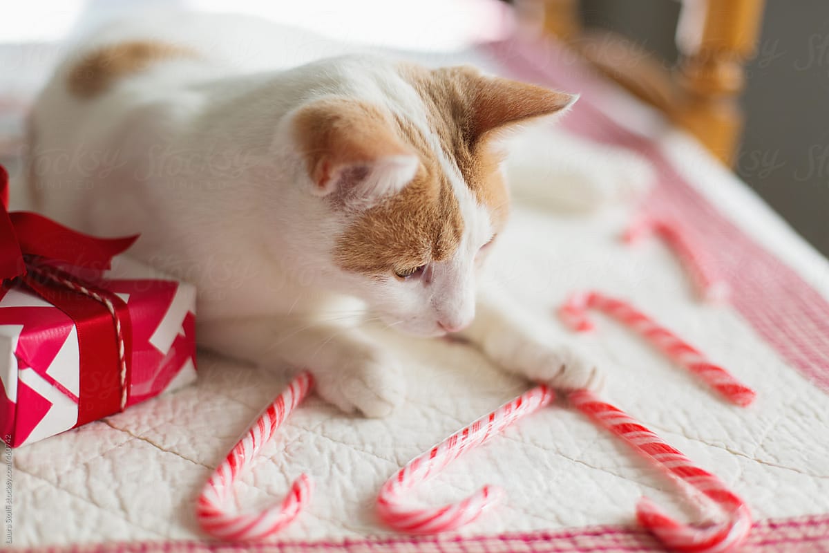 Cat lays on kitchen table and plays with candy canes close to wrapped gift