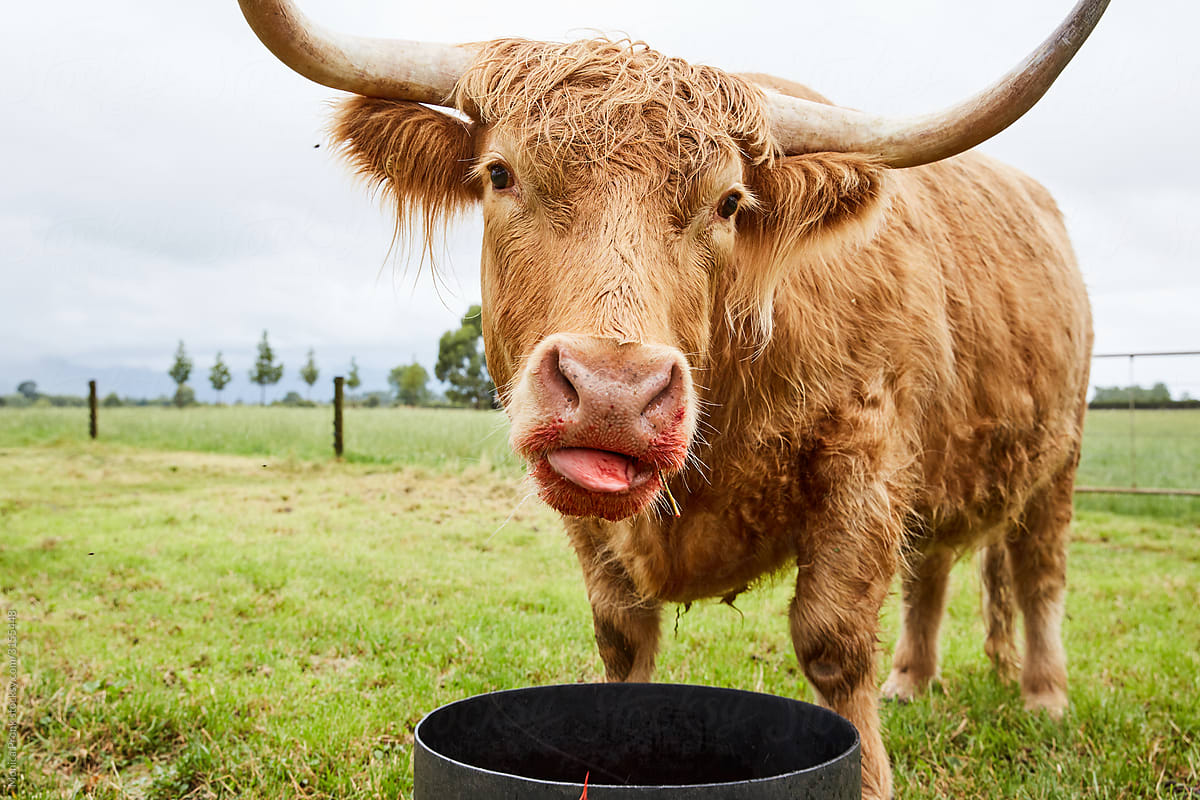Highlander Cow with Tongue Out