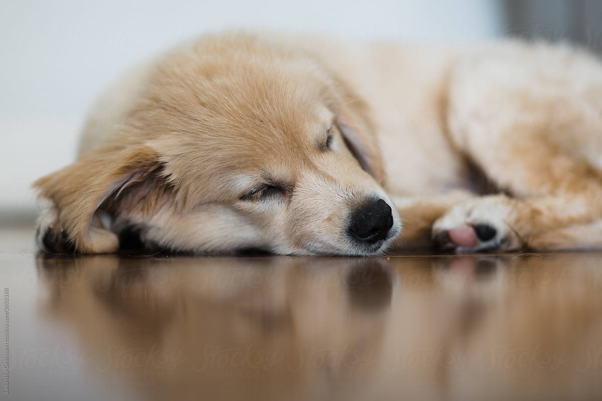 golden retriever puppy sleeping on ground