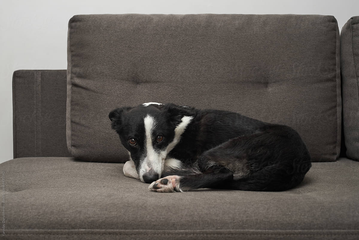 Cute black and white dog lying on comfy couch