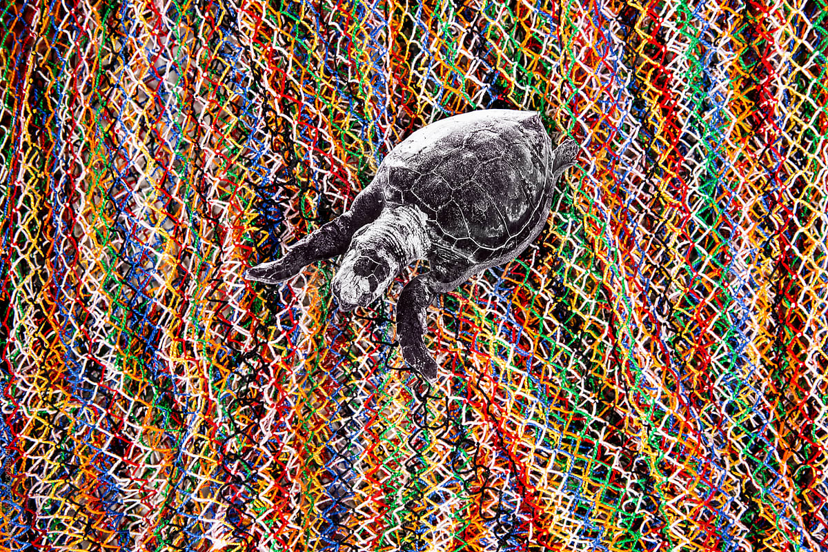 Sea turtle in fishing net collage