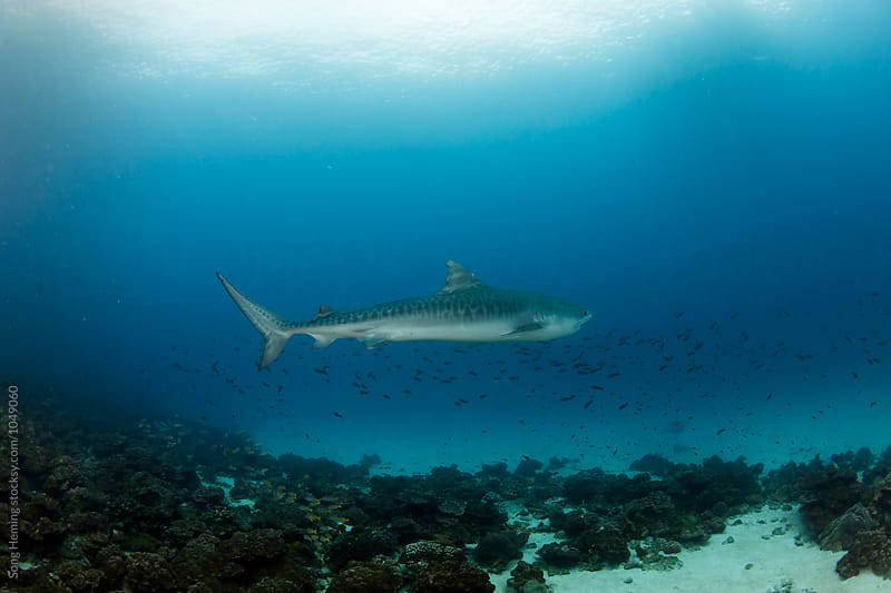 A  big tiger shark swimming up on the reef