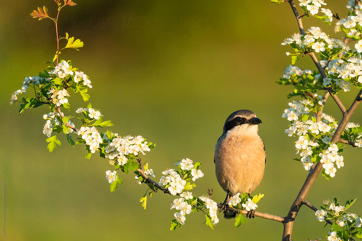 Southern Grey Shrike Perched On A Branch With Flowers