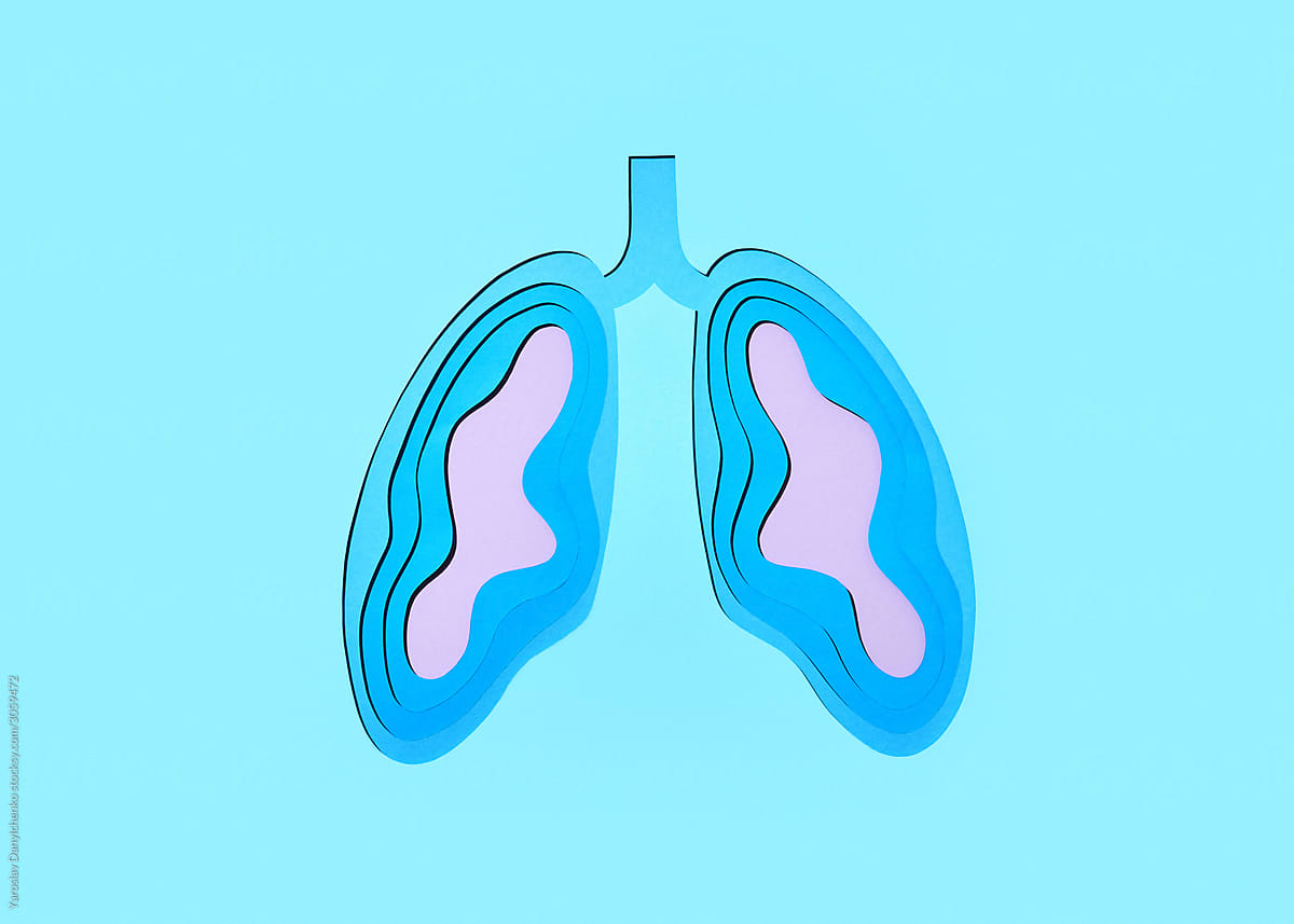 Papercraft model of human\'s lungs.
